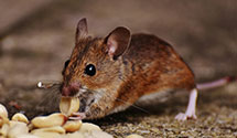 24 Hour & Emergency Exterminators in Jarreau, LA